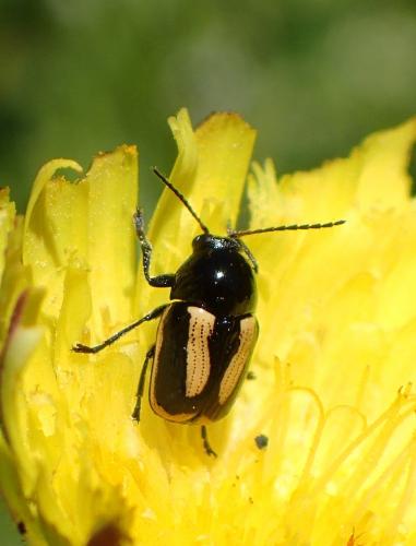 Cryptocephalus vittatus